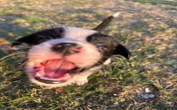 Border Collie dogs for sale: 10 Beautiful Border Collie Puppies - Image 8