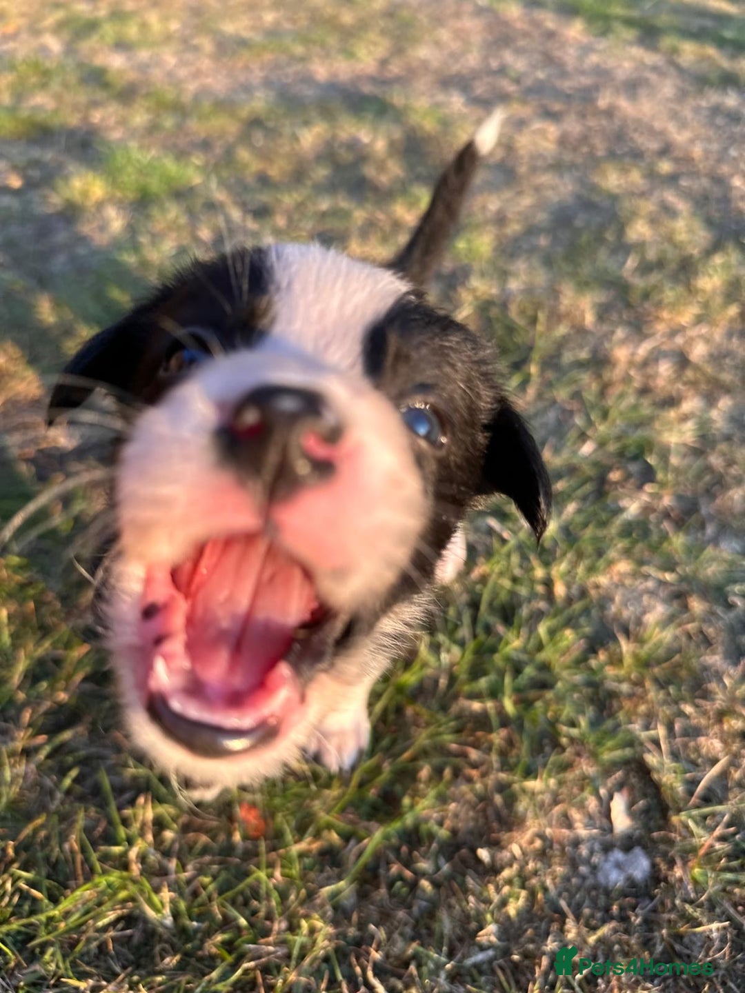 Border Collie dogs for sale: 10 Beautiful Border Collie Puppies - Image 8