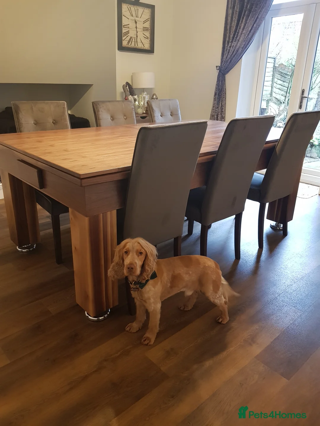 Cocker Spaniel dogs for stud: Proven Handsome Show Cocker Spaniel For Stud in Rochdale - Advert 14