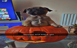 French Bulldog dogs for sale: 3 beautiful french bulldogs  - Image 10