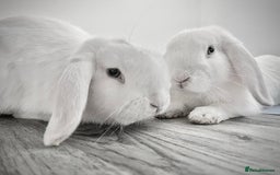 Mini Lop rabbits for sale: Mini lop rabbits  - Image 1