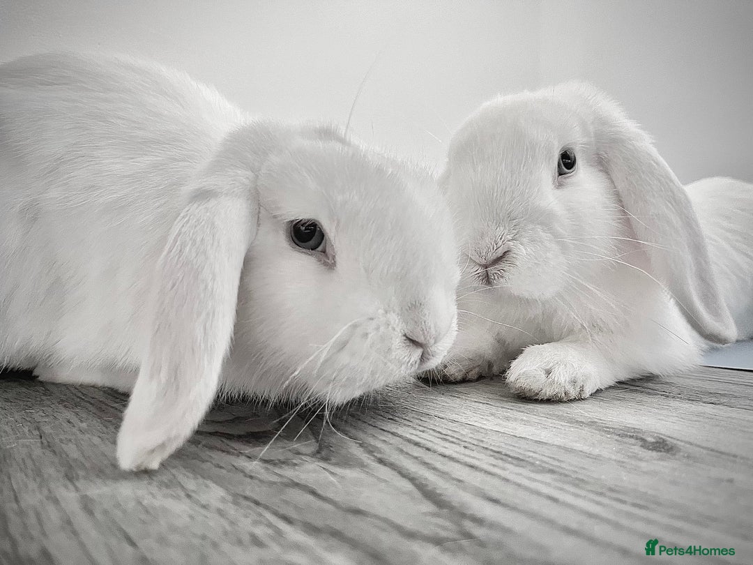 Mini Lop rabbits for sale: Mini lop rabbits  - Image 1
