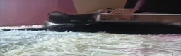 Mixed Breed cats for sale: Two 9 week old kittens for sale  - Advert 2