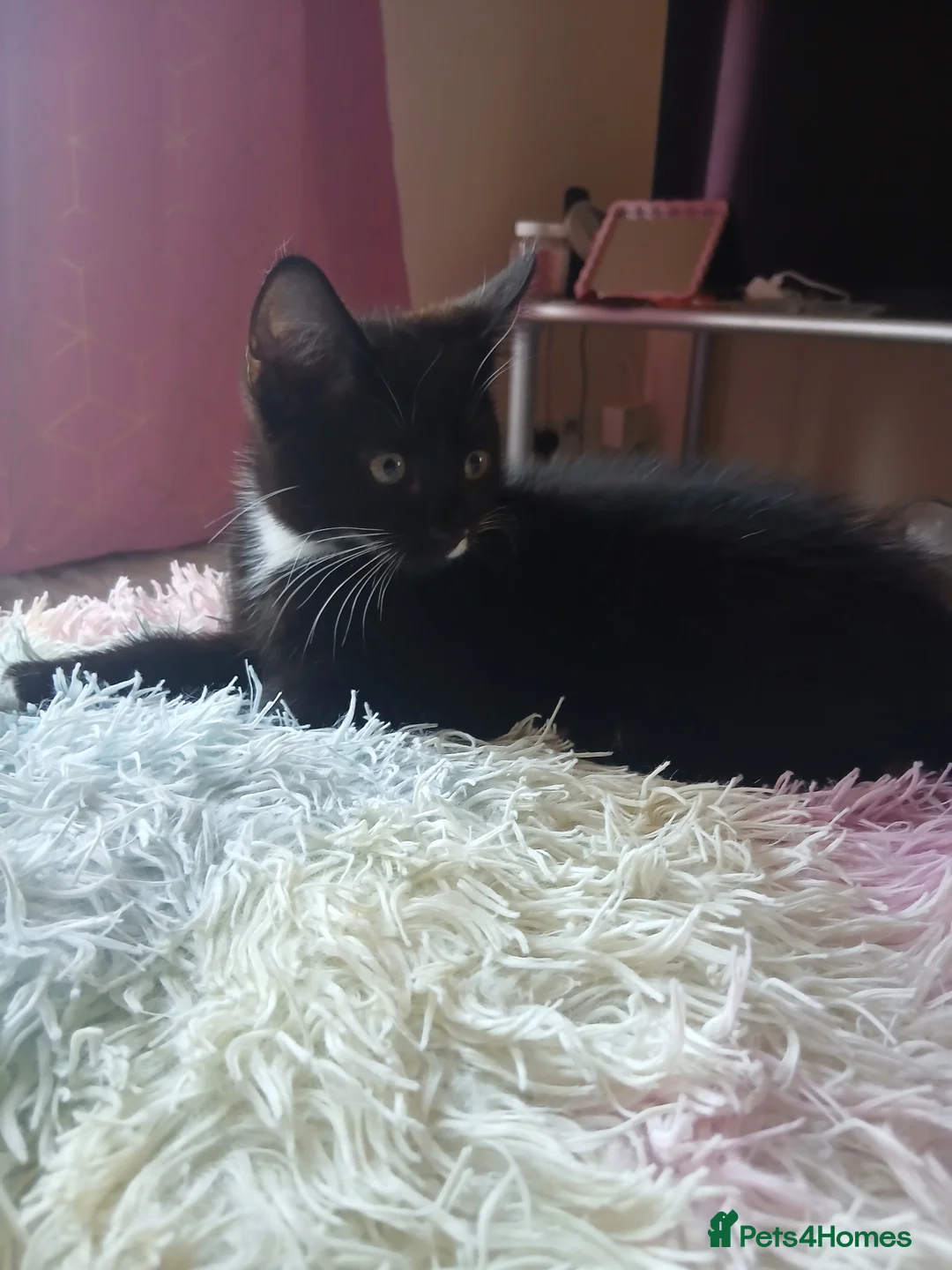Mixed Breed cats for sale: Two 9 week old kittens for sale  - Advert 2