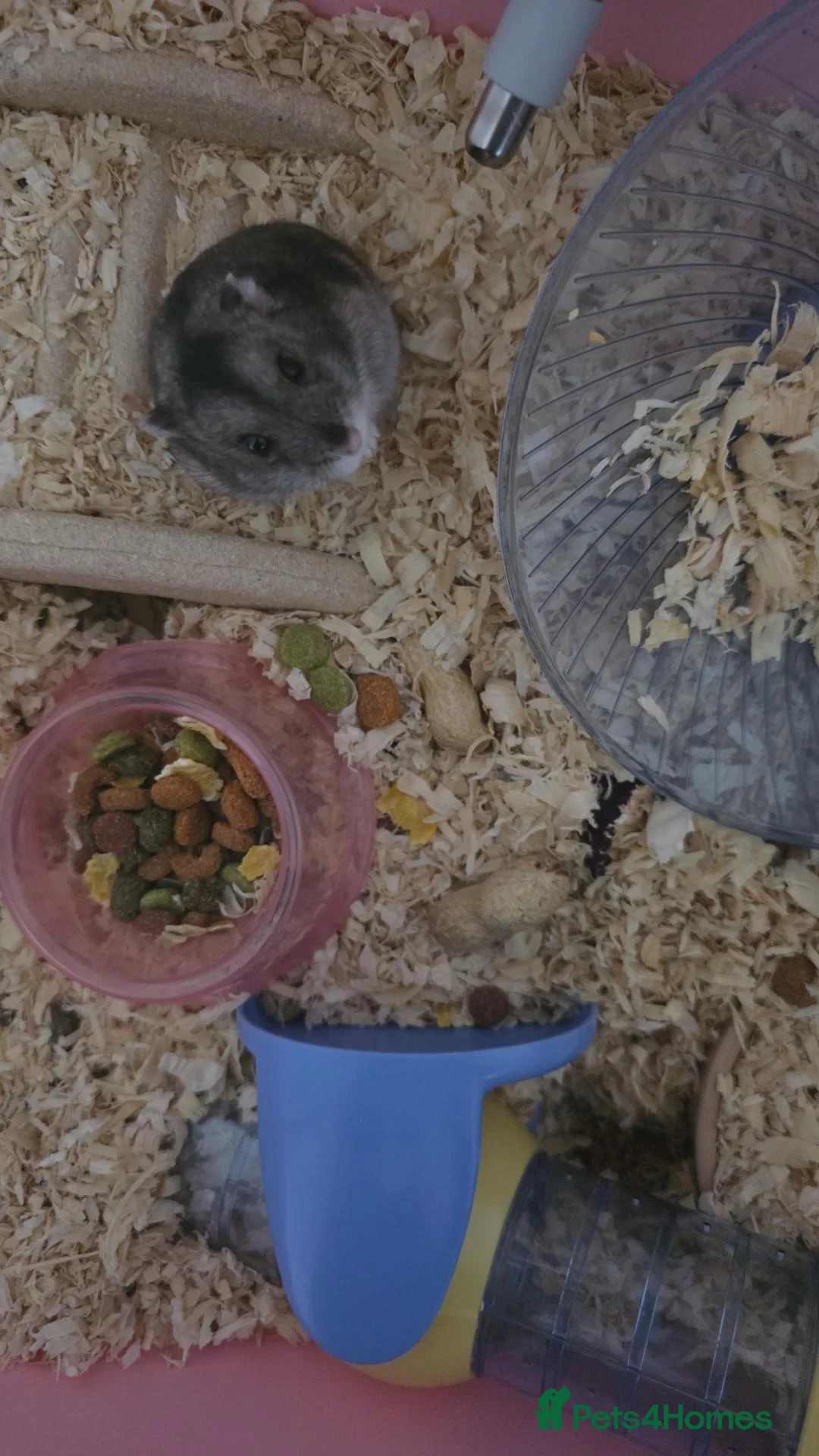 Hamster rodents for sale: Male Russian dwarf hamster in Oldham - Advert 2