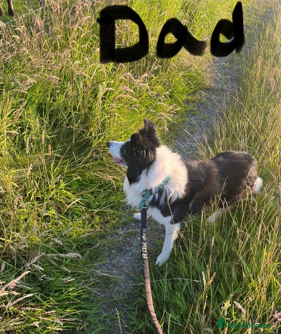 Border Collie dogs for sale: Border collie pups - Advert 9