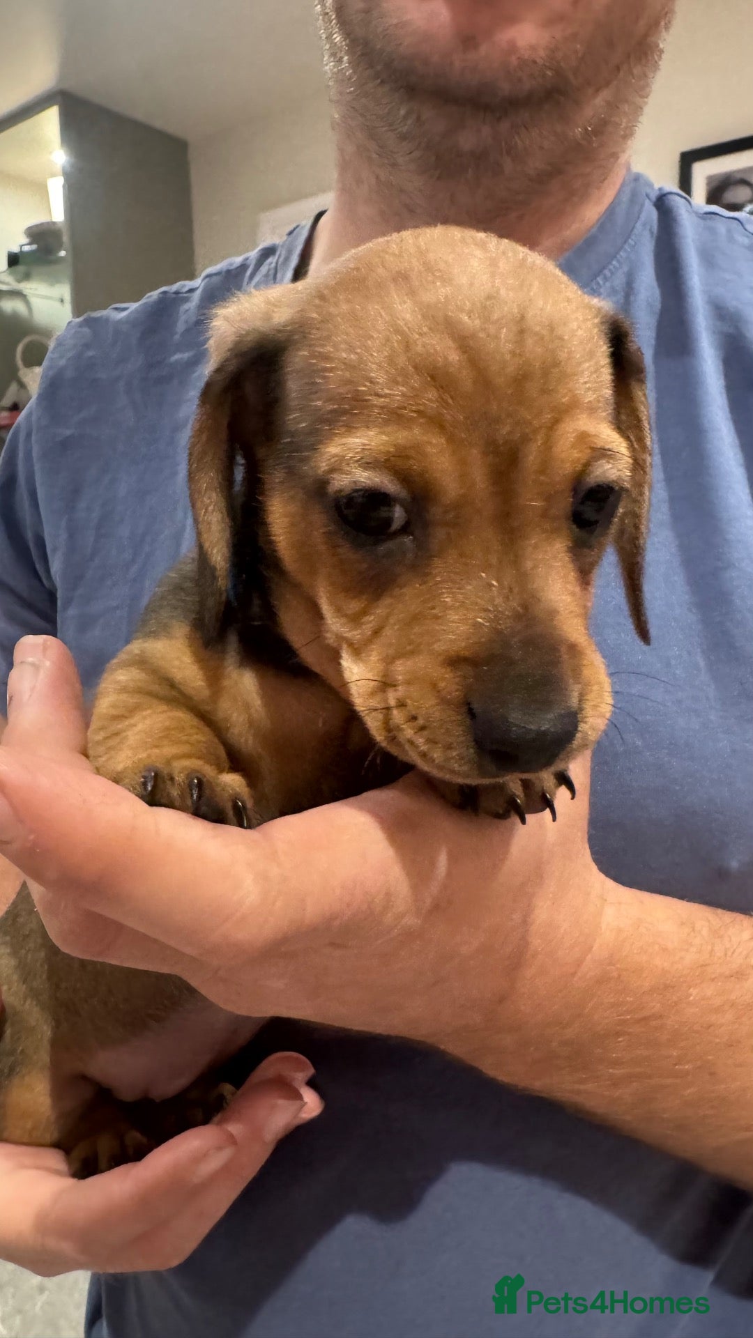 Miniature Dachshund dogs KC Registered miniature dachshund puppies  - Advert 1