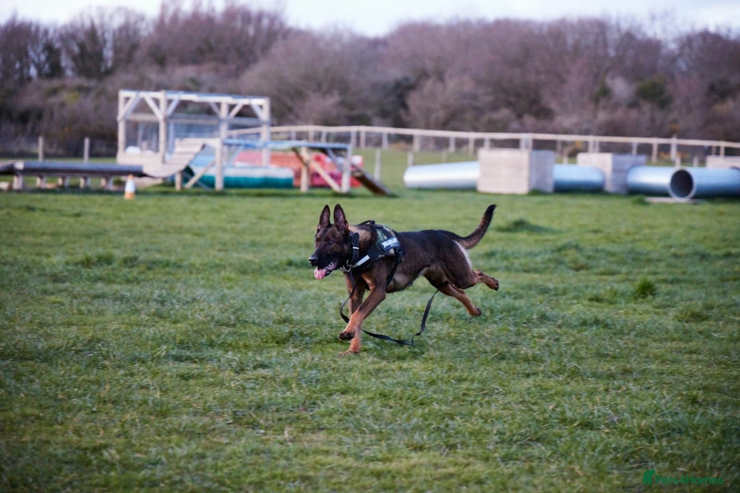 Belgian Shepherd Dog dogs for stud: SERIOUS SIRUS  - Advert 2