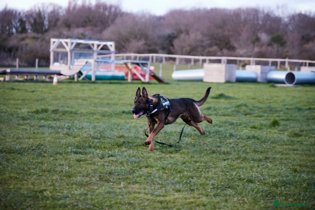 Belgian Shepherd Dog dogs for stud: SERIOUS SIRUS  - Advert 2