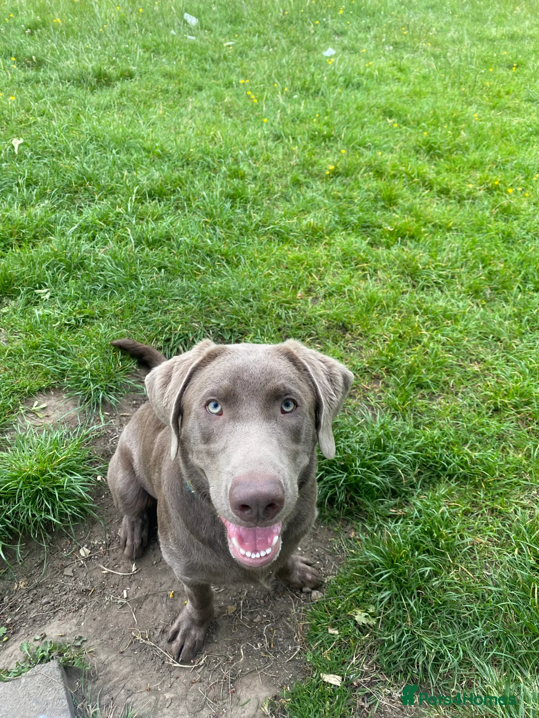 Labrador Retriever dogs for stud: Field Line Labrador Stud - Advert 9