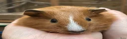 Guinea Pig rodents for sale: Lovely baby guinea pig boys - Advert 7
