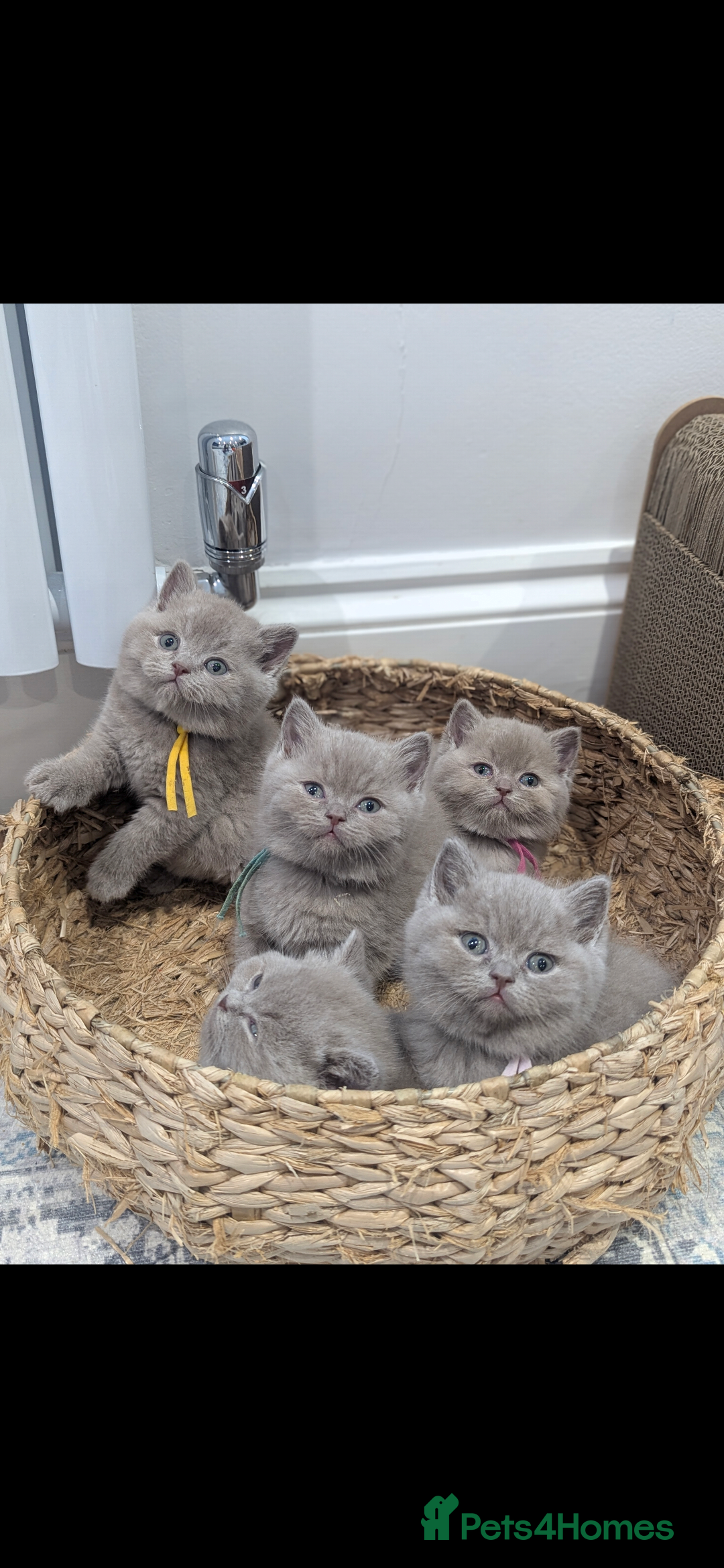 British Shorthair cats for sale: 6 beautiful rare FAWN British Shorthair Kittens ✨ - Advert 9