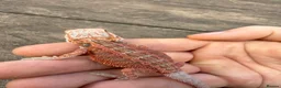 Bearded Dragon reptiles for sale: Bearded Dragons colour mixed 🌈 in Middlewich - Advert 3