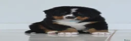 Bernese Mountain Dog dogs for sale: KC REGISTERED BERNEESE PUPPIES  - Advert 6