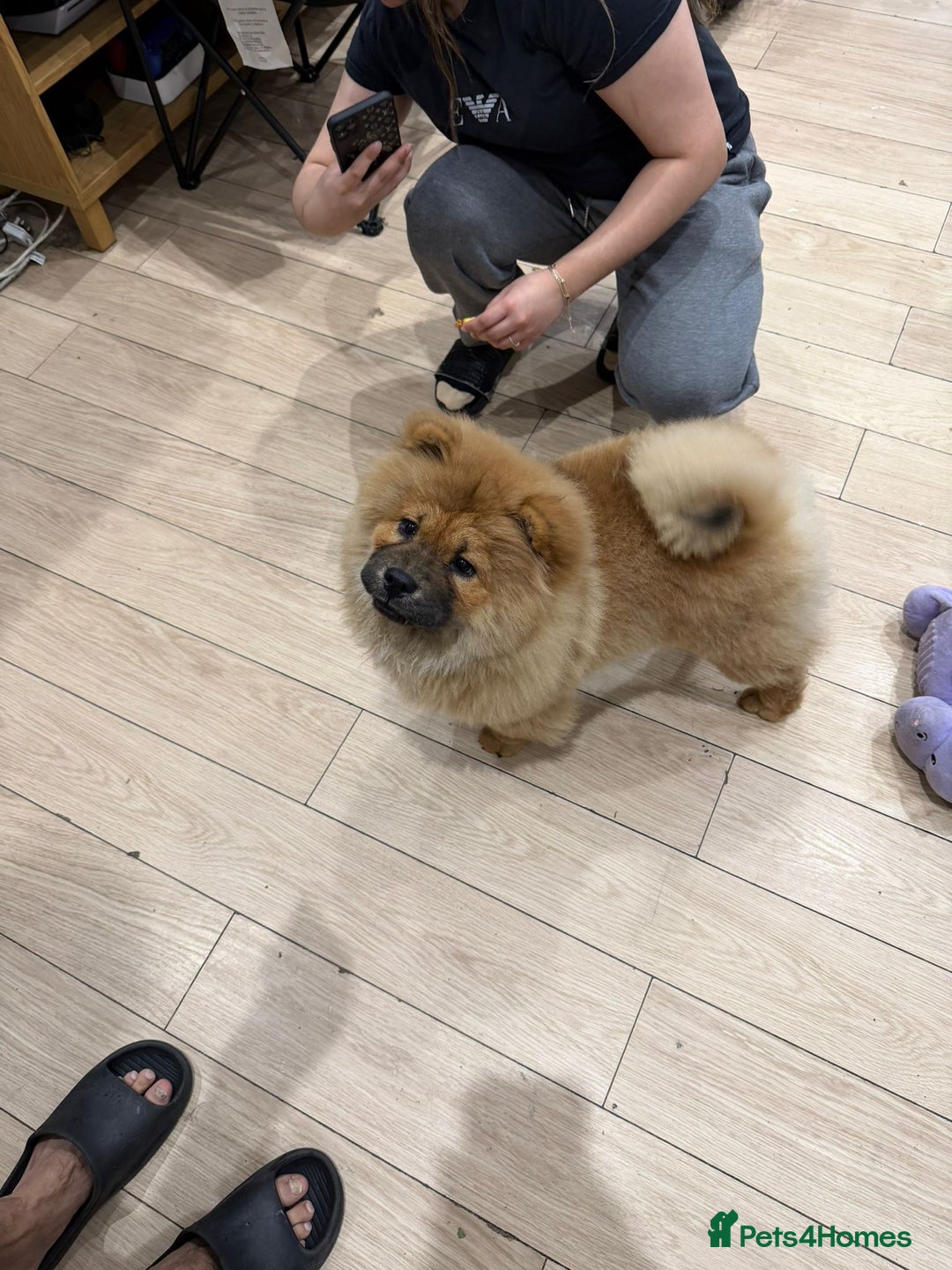 Chow Chow dogs for sale: Chow chow - Advert 16