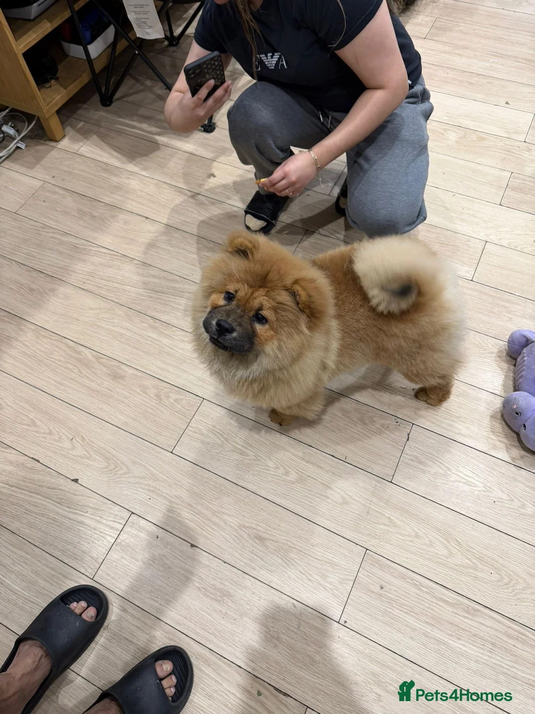 Chow Chow dogs for sale: Chow chow - Advert 16