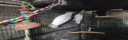Cockatiels birds for sale: Parrots  - Advert 2