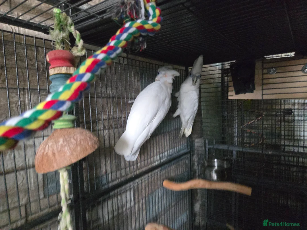 Cockatiels birds for sale: Parrots  - Advert 2