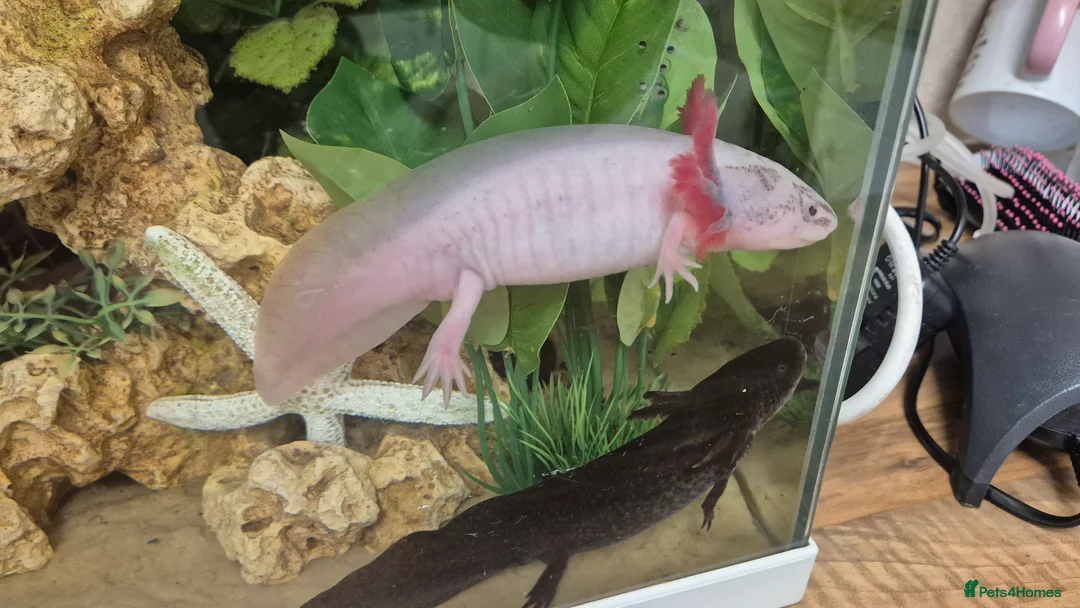 Other/Mixed Breed fish for sale: Adult Male lecustic Axolotl  - Advert 3
