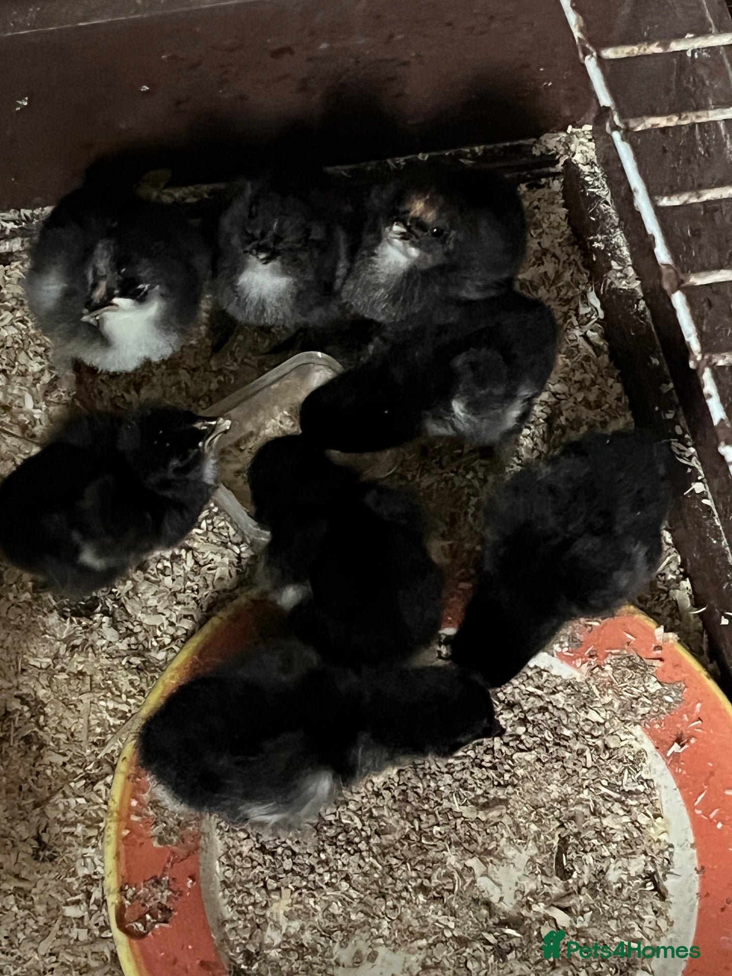 Chickens poultry Baby Chickens Mixed Breed - Advert 1