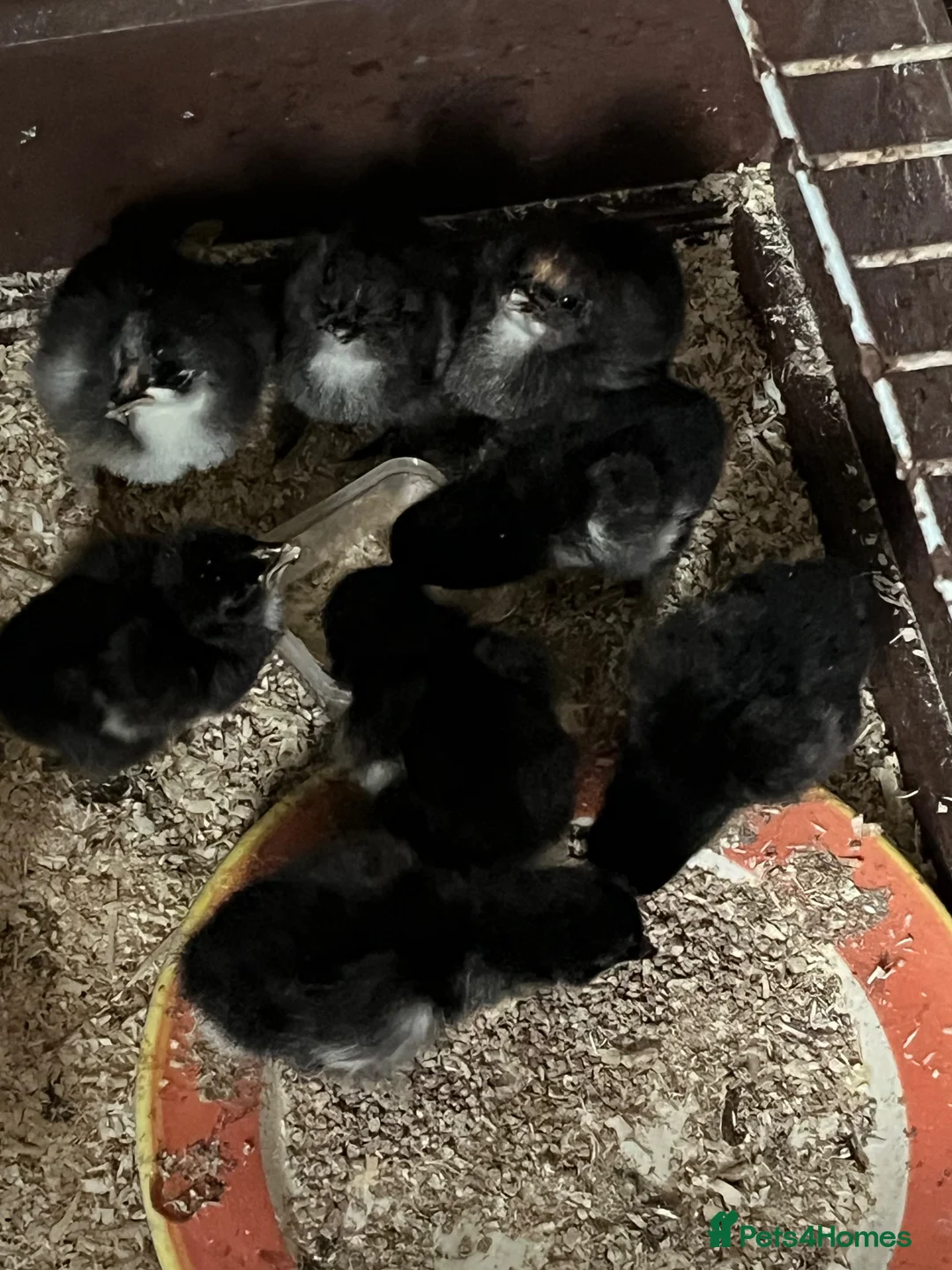 Chickens poultry for sale: Baby Chickens Mixed Breed - Advert 1