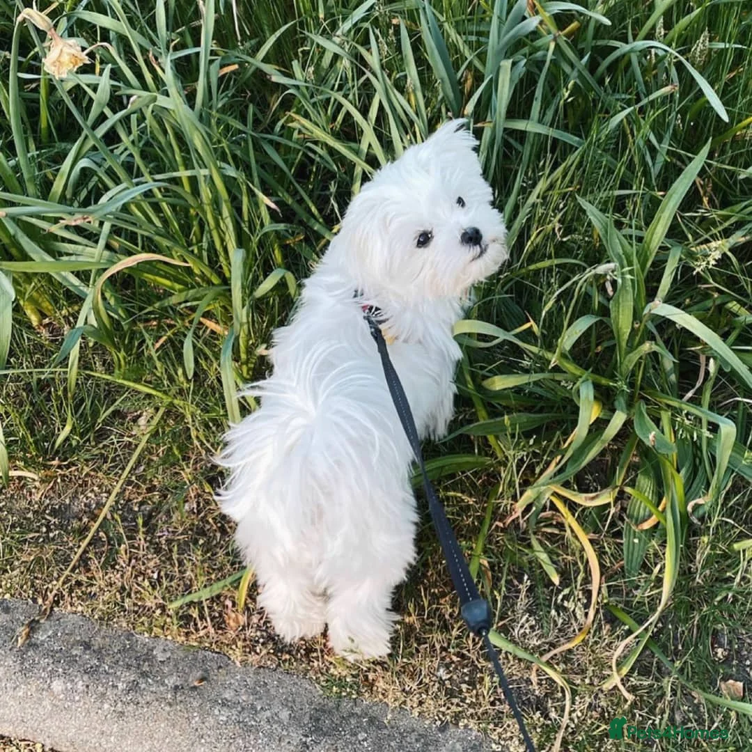Maltese dogs for sale: Sweet Maltese Girl - Advert 2