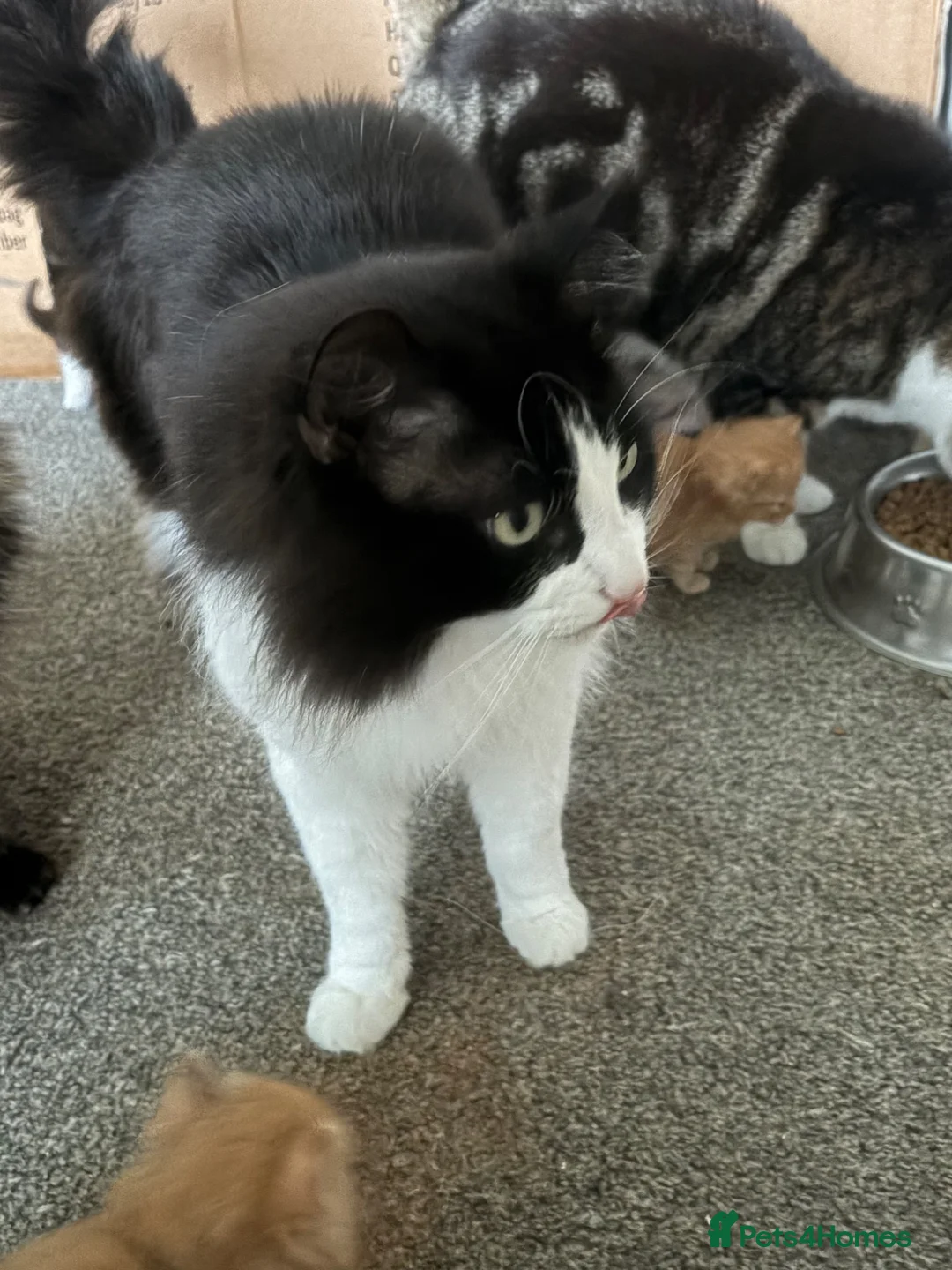 British Longhair cats for sale: Male kittens in Haddington - Advert 7