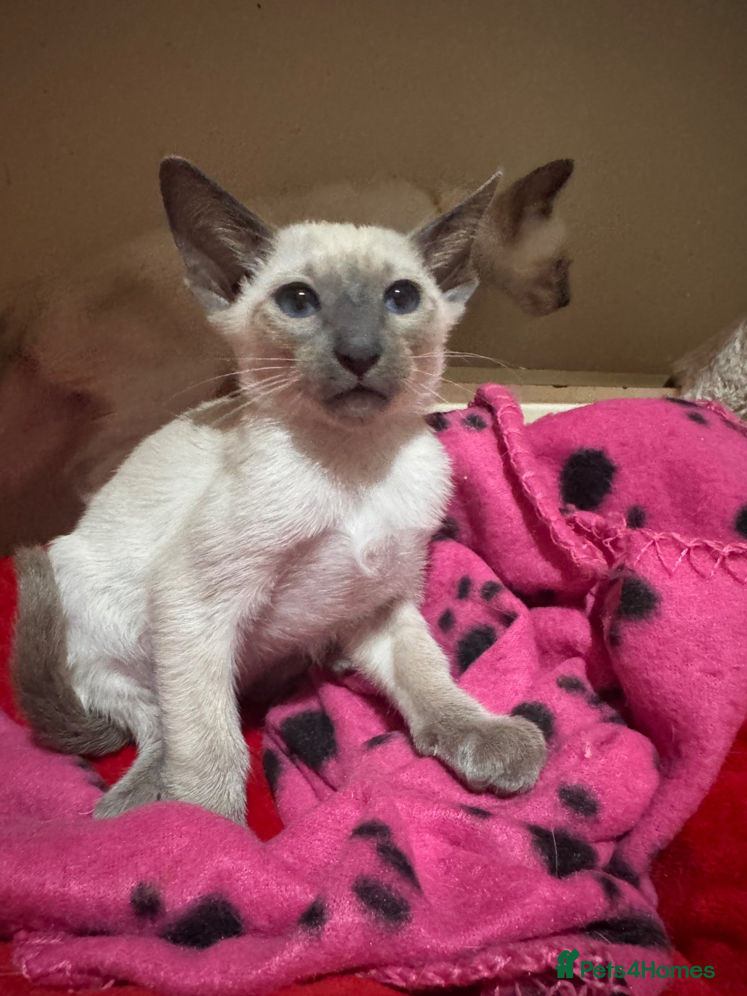 Siamese cats 2 stunning blue point Siamese girls available  - Advert 1