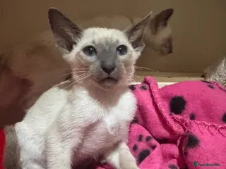 Siamese cats 2 stunning blue point Siamese girls available - Advert 6