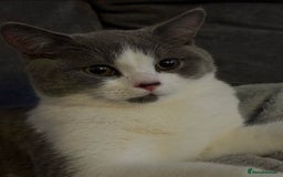British Shorthair cats for sale: Leo t - Image 2