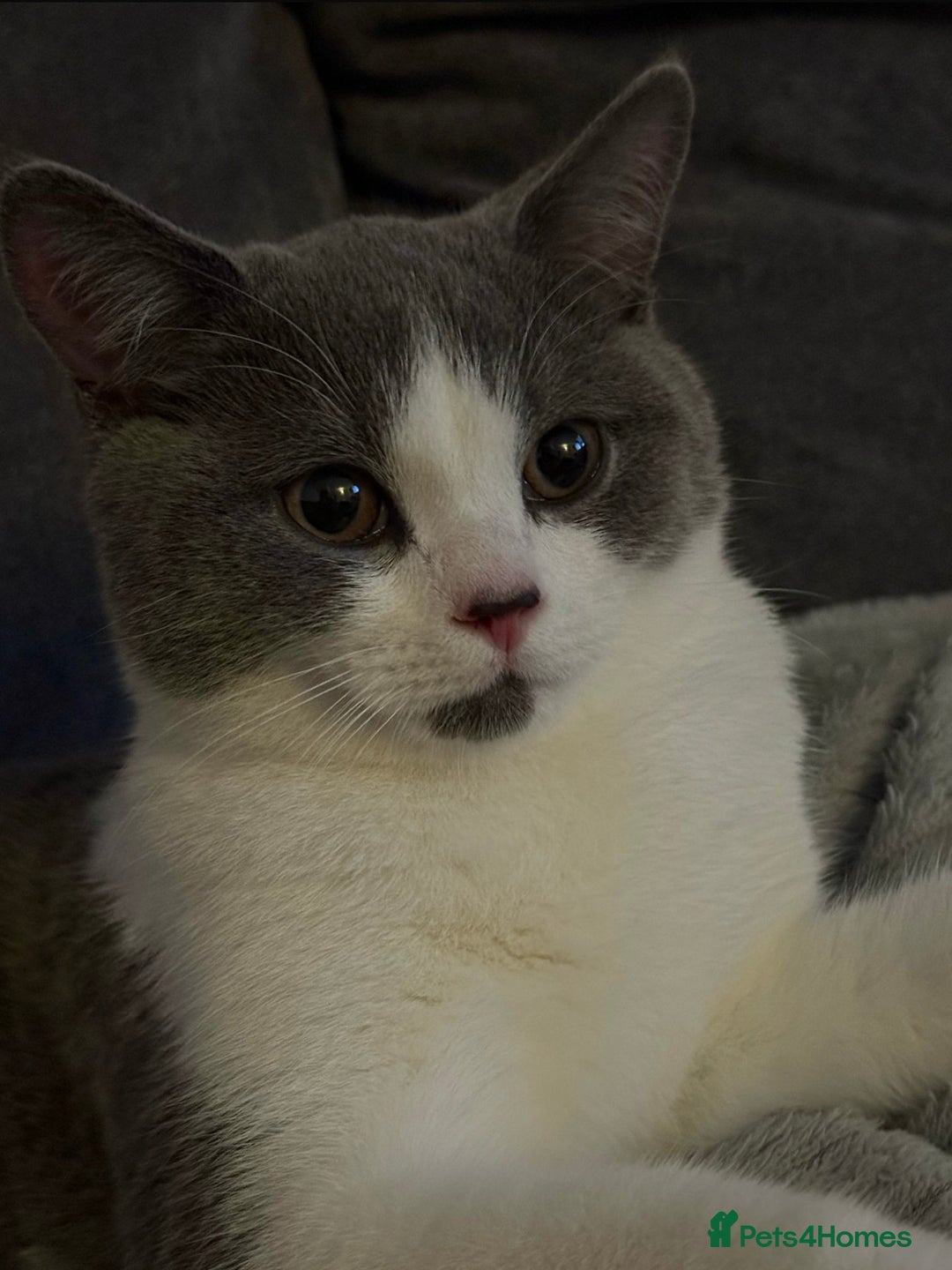 British Shorthair cats for sale: Leo t - Image 2