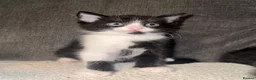 Mixed Breed cats for sale: Kitten in Thornton Heath - Advert 4