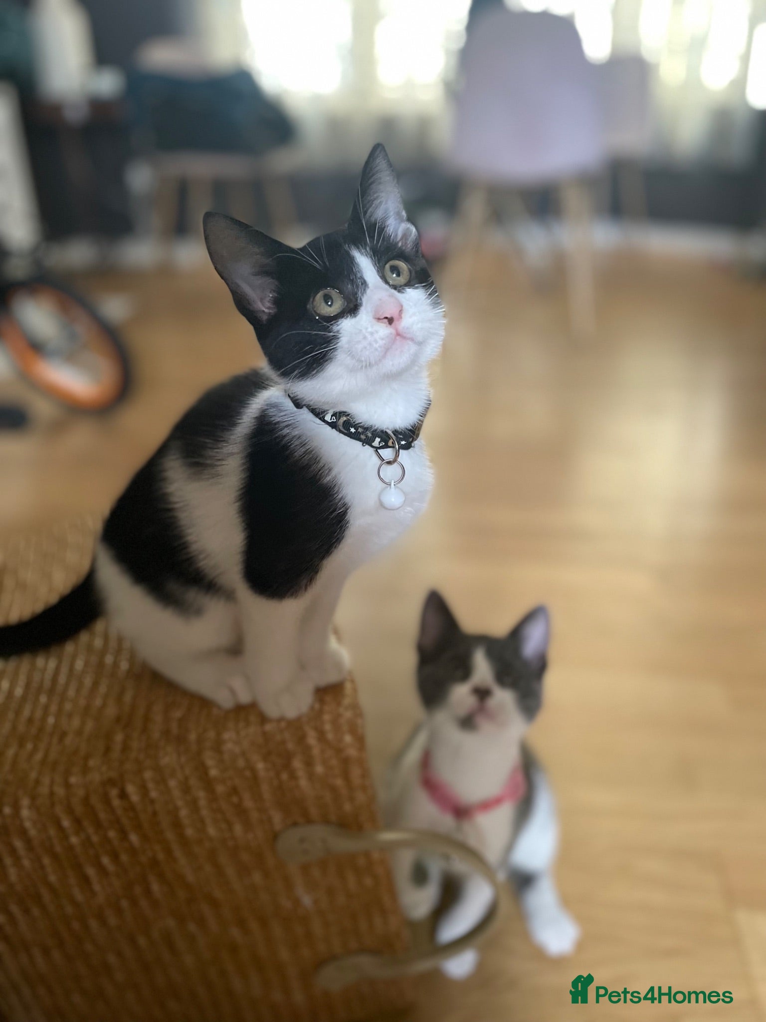 Mixed Breed cats Beautiful quarter bengal x Maine coone mix  - Advert 17