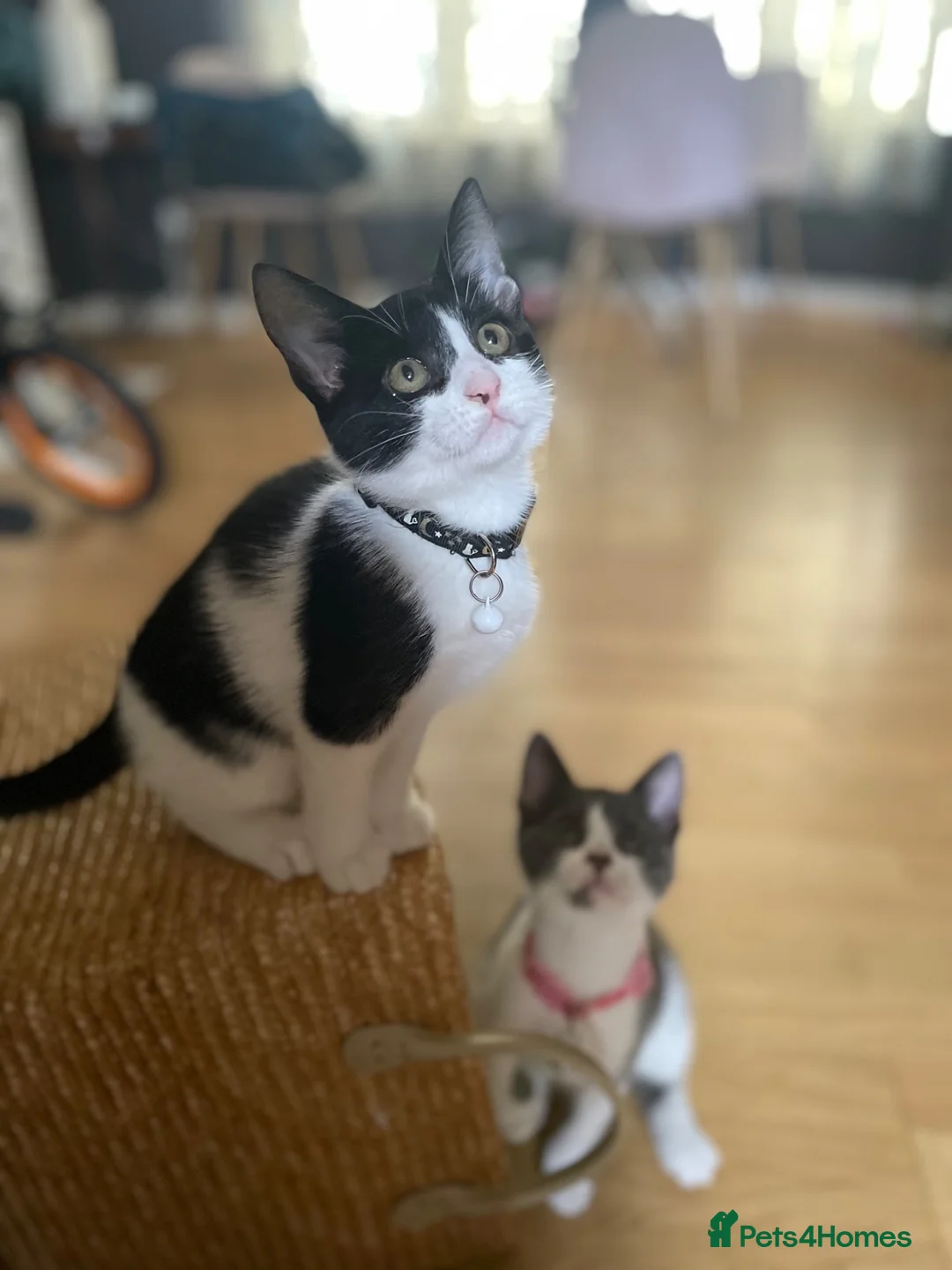 Mixed Breed cats for sale: Beautiful quarter bengal x Maine coone mix  - Advert 1