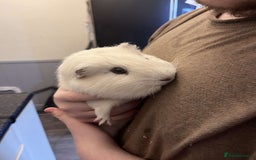 Guinea Pig rodents for sale: Male Guinea pigs  - Image 7