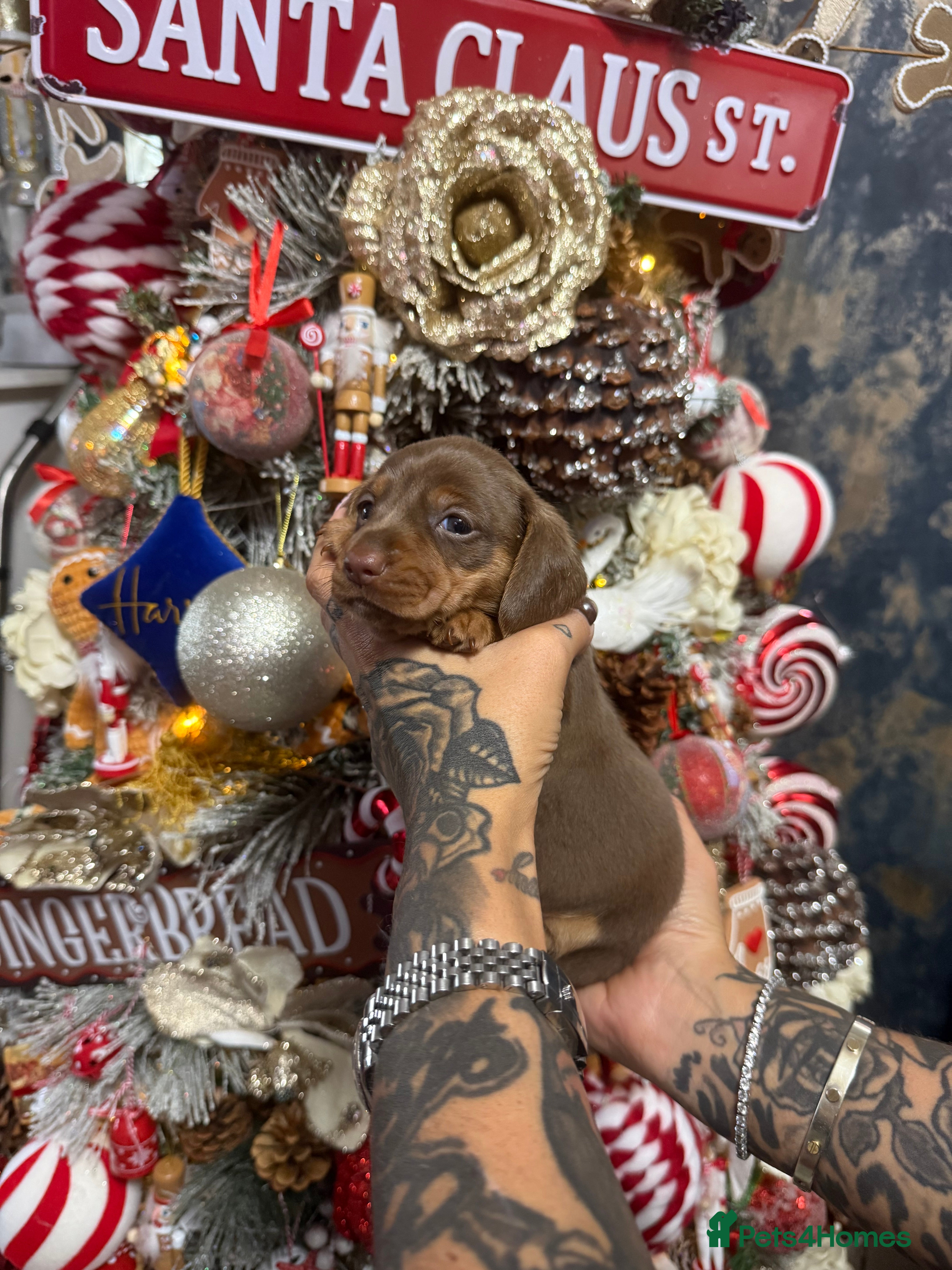 Miniature Dachshund dogs Outstanding True To Type Miniature Dachshunds - Advert 2