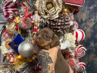 Miniature Dachshund dogs Outstanding True To Type Miniature Dachshunds - Advert 13