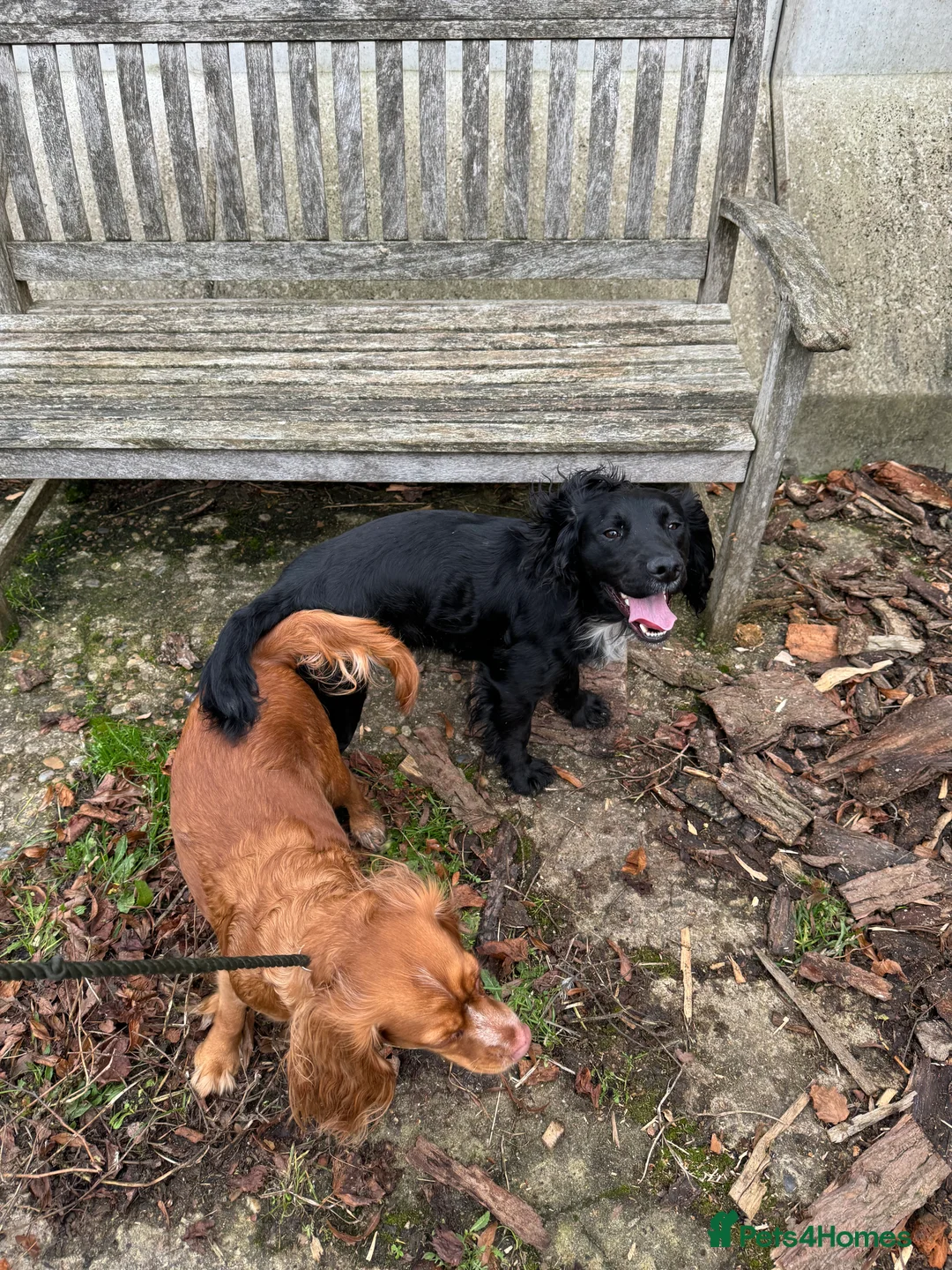 Cocker Spaniel dogs for stud: Working Cocker Spaniel available for Stud  in Chelmsford - Advert 24