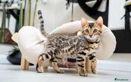 Bengal cats for sale: Top quality Bengal Girl- TICA reg.- AVAILABLE NOW - Advert 17
