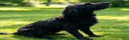 Mixed Breed dogs for sale: Labrador 1/4 cross German Wirehaired Pointer 3/4 - Advert 7