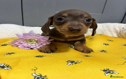 Miniature Dachshund dogs for sale: Min dachshund looking for their forever 🏡 - Image 17