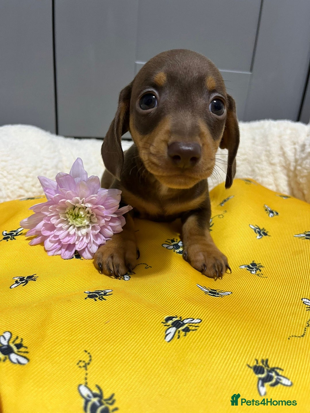 Miniature Dachshund dogs for sale: Min dachshund looking for their forever 🏡 - Image 17