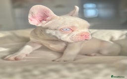 French Bulldog dogs for sale: 🌸Pink French bulldogs TOP QUALITY  - Image 14