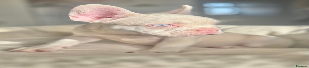 French Bulldog Puppy 1