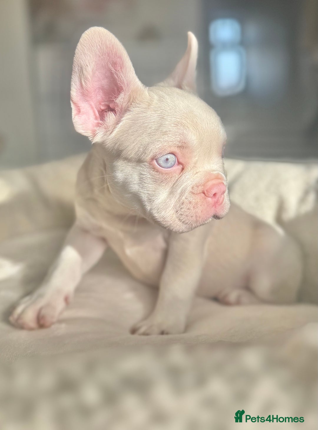 French Bulldog dogs for sale: 🌸Pink French bulldogs TOP QUALITY  - Image 14