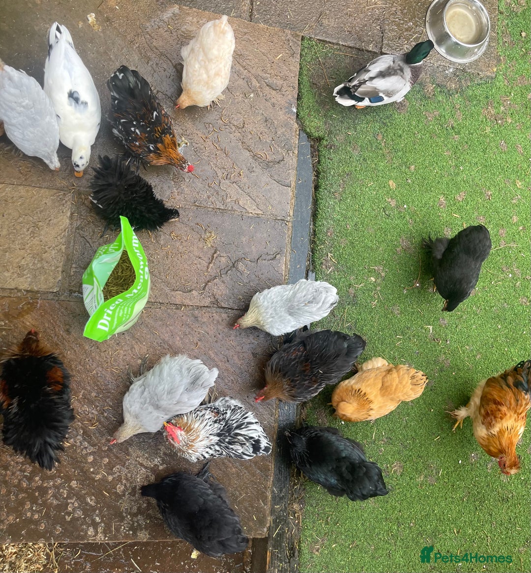 Chickens poultry for sale: Pekin Bantam Hens & Cockerels - Advert 11