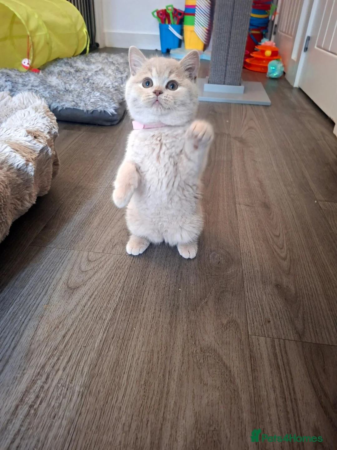 British Shorthair cats for sale: BEAUTIFUL BRITISH SHORTHAIR KITTENS - Advert 1