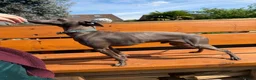 Italian Greyhound dogs for stud: Spanish import KC Italian greyhound for stud - Advert 4