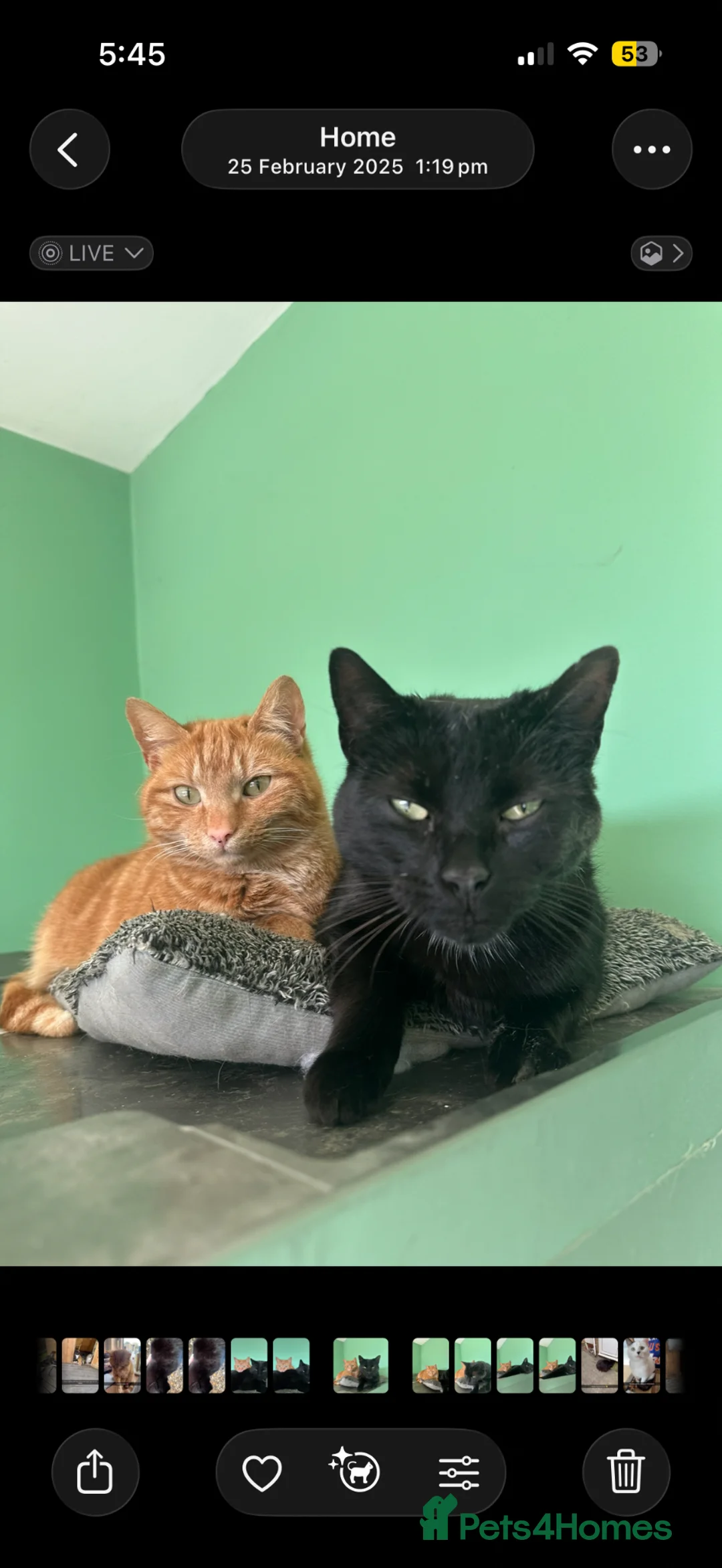 Mixed Breed cats for sale: Cats need new homes  - Advert 2