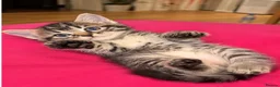 Ragdoll cats for sale: Beautiful Affectionate Ragdoll Cross Kittens - Advert 5